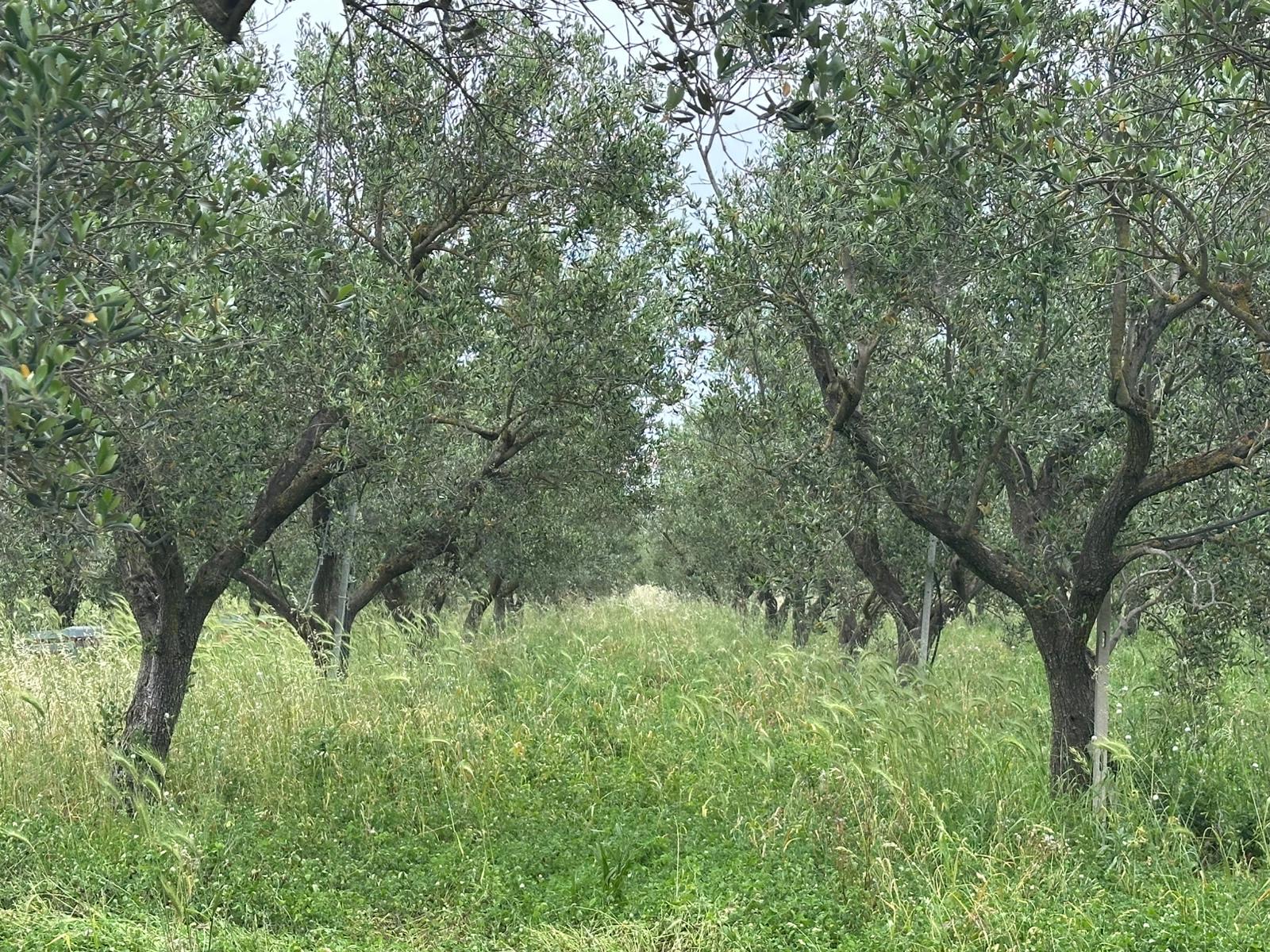 Coratina_Campo_1
