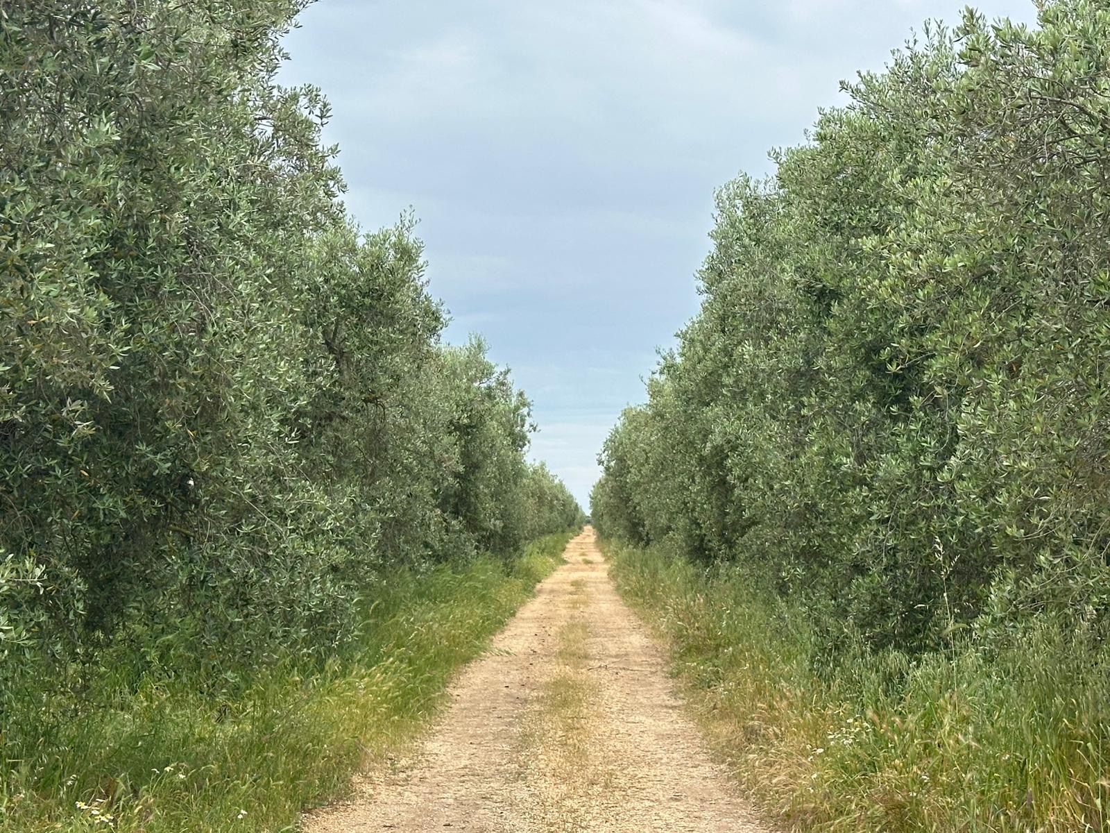 Coratina_Campo_2