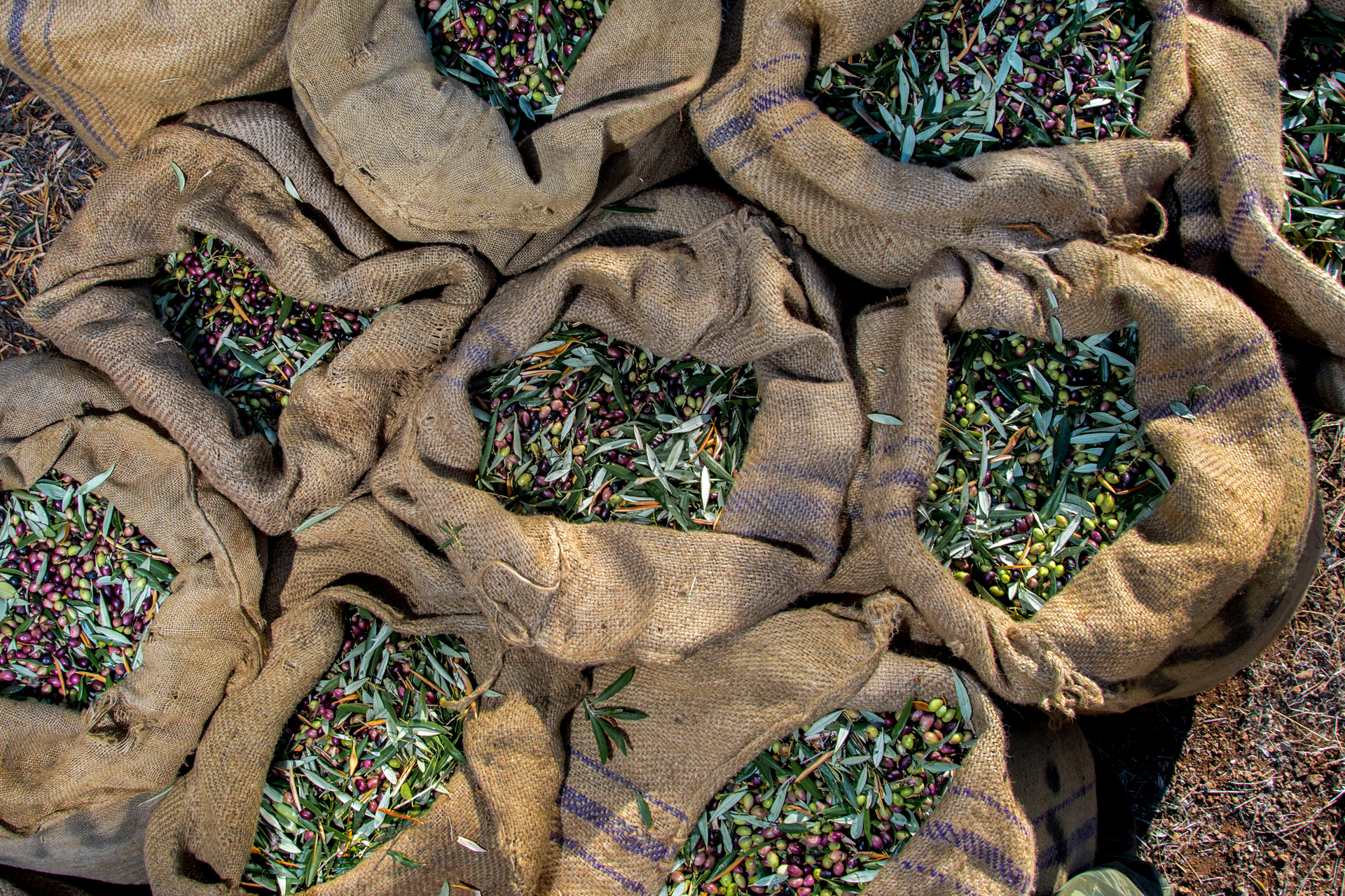 galeria-manzanilla-001