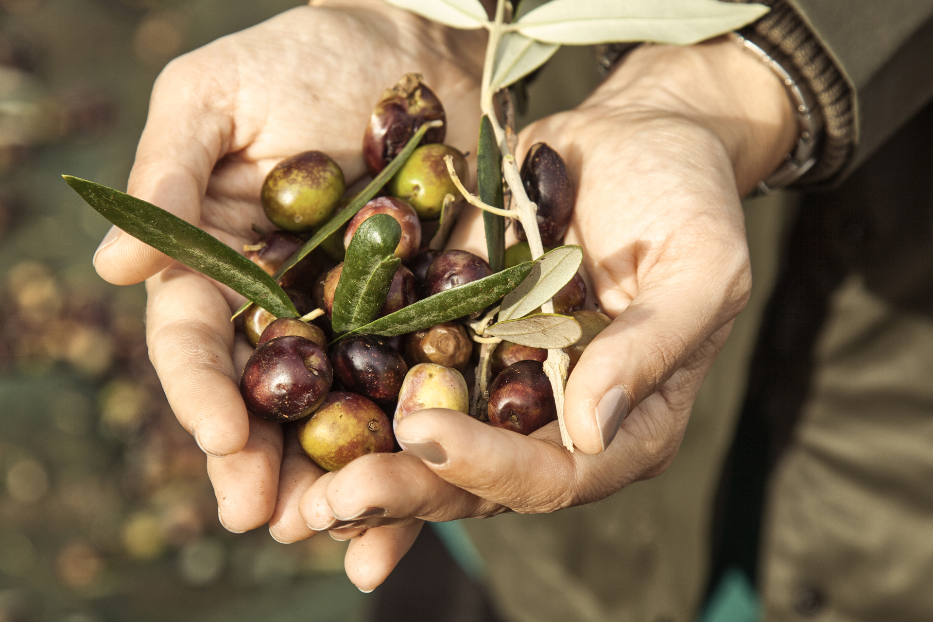 galeria-manzanilla-002