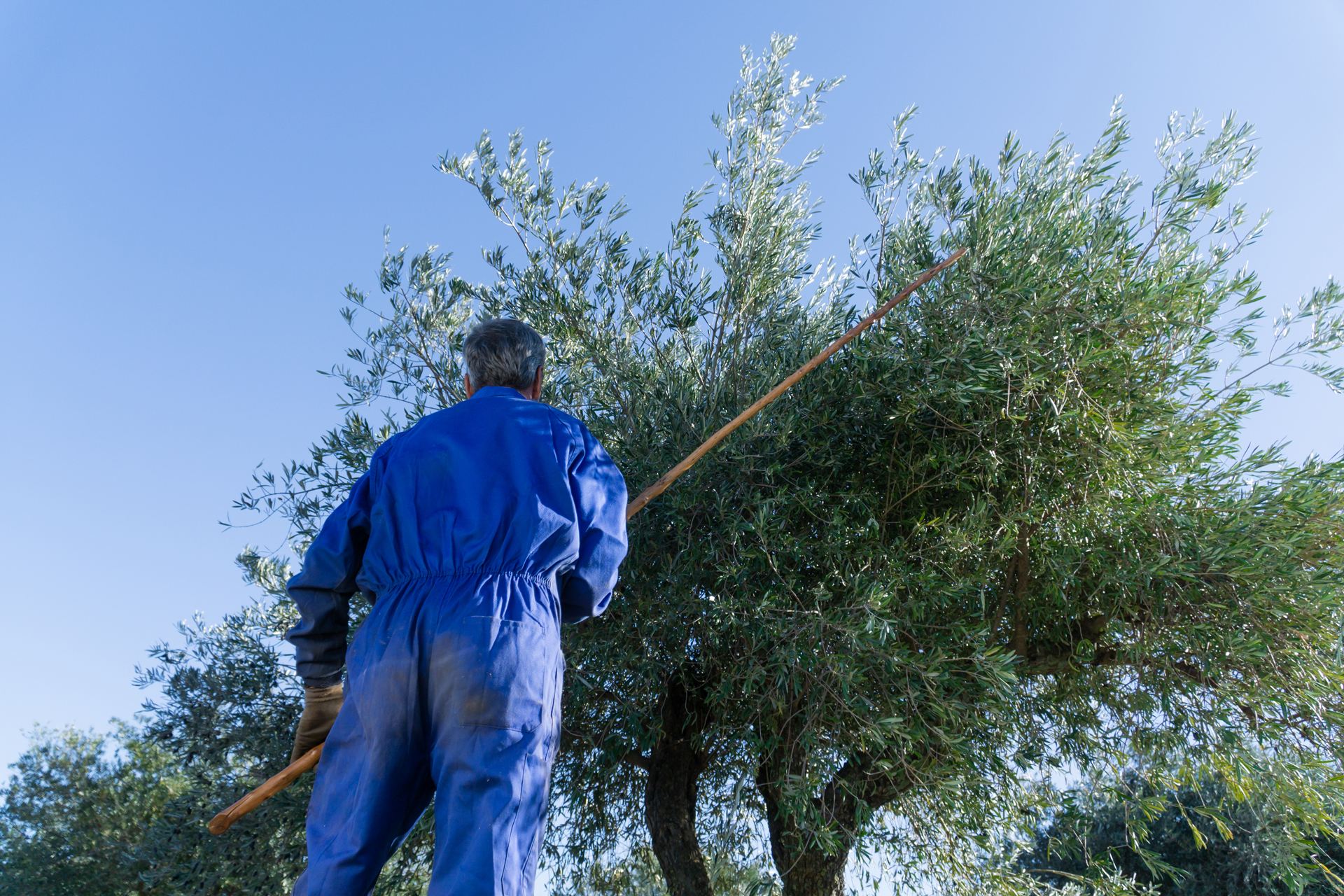 galeria-manzanilla-003