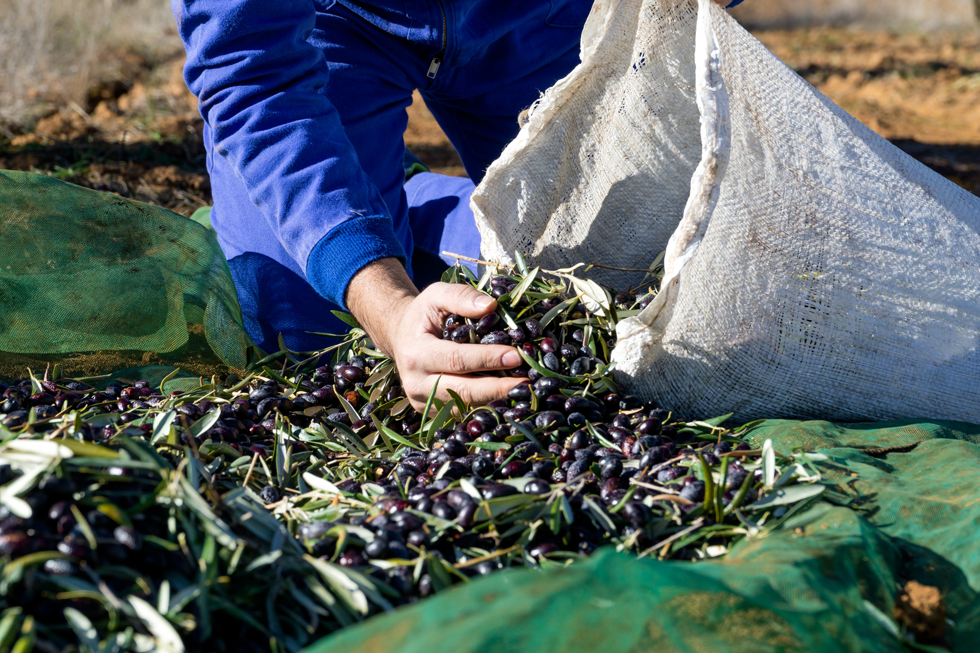 galeria-manzanilla-004