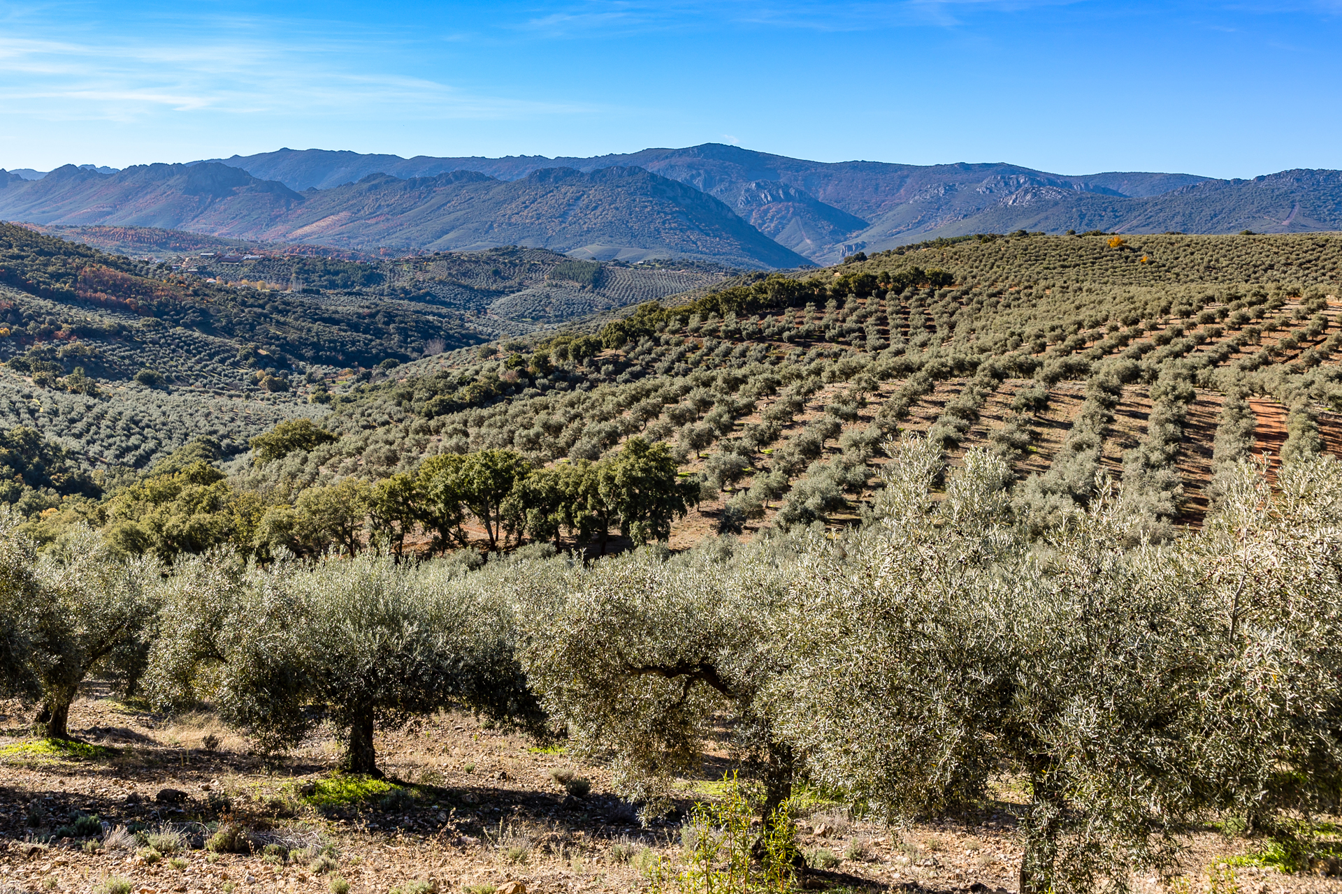 galeria-manzanilla-005