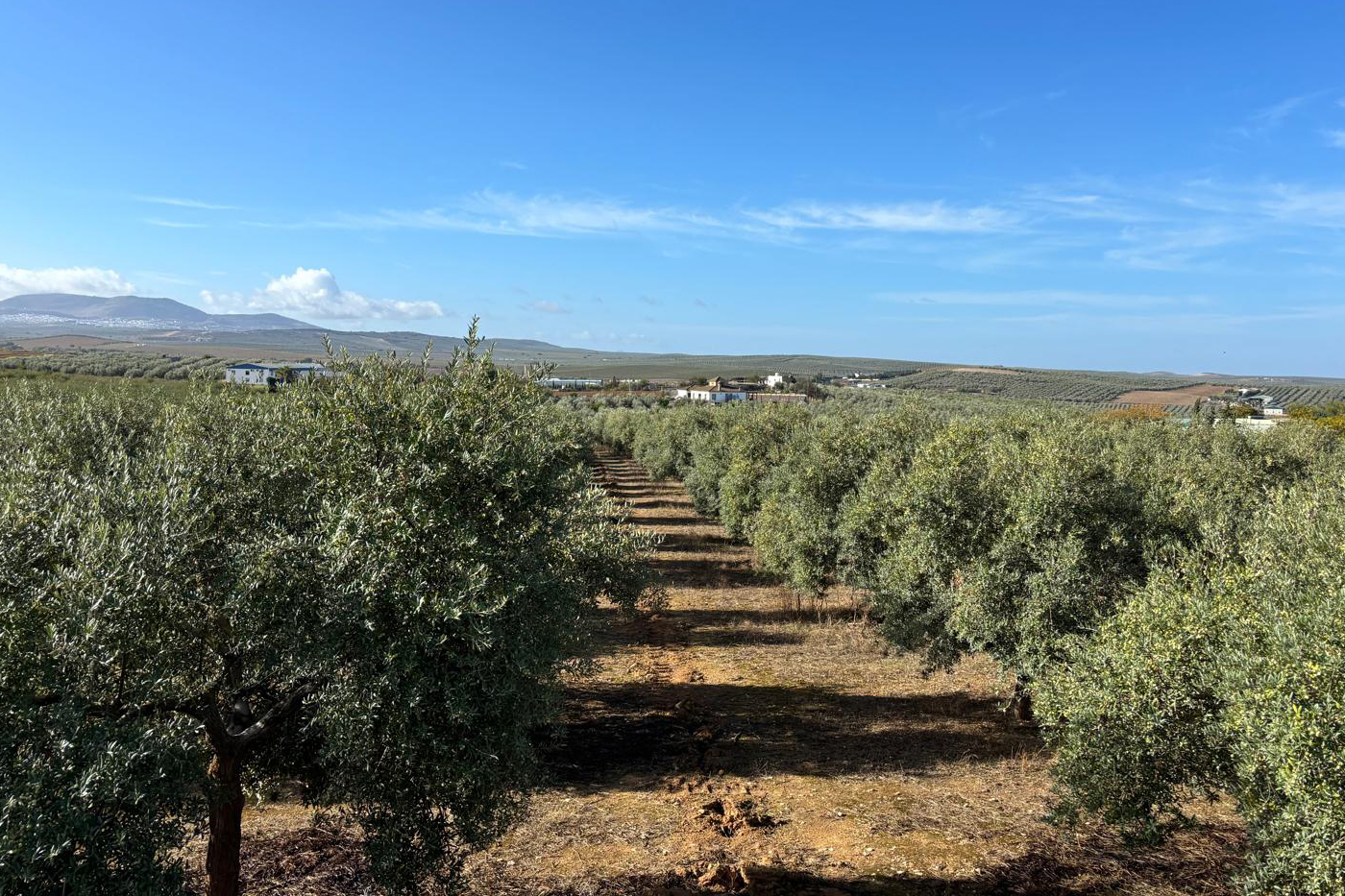 nueva-galeria-hojiblanca-002