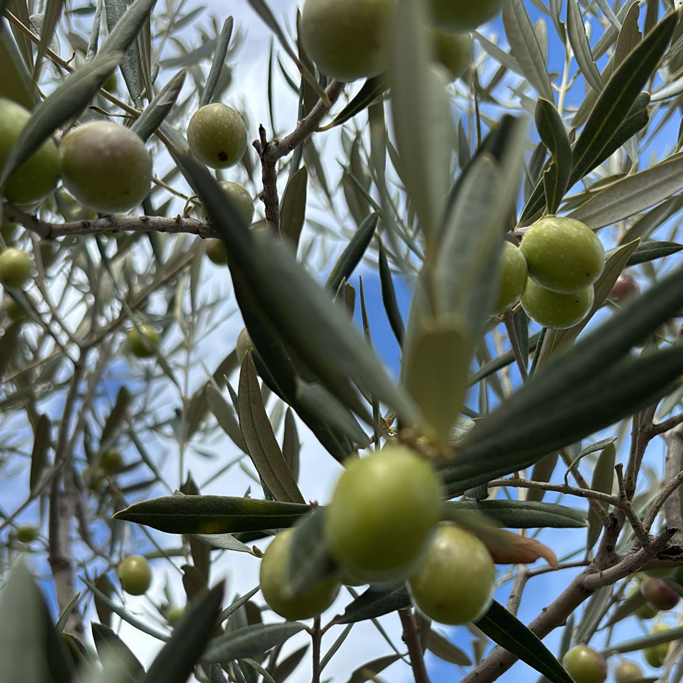 nueva-galeria-hojiblanca-003