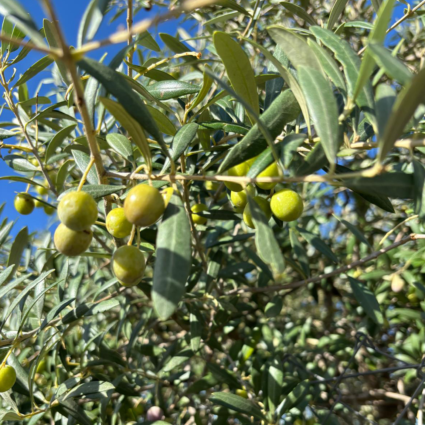 nueva-galeria-hojiblanca-004